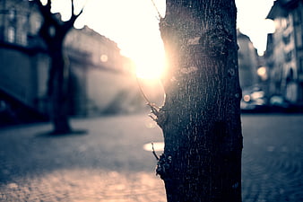 Sunlight Flare Behind Tree Trunk on Cobblestone Street