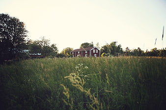 Red Farmhouse in Grassy Summer Field