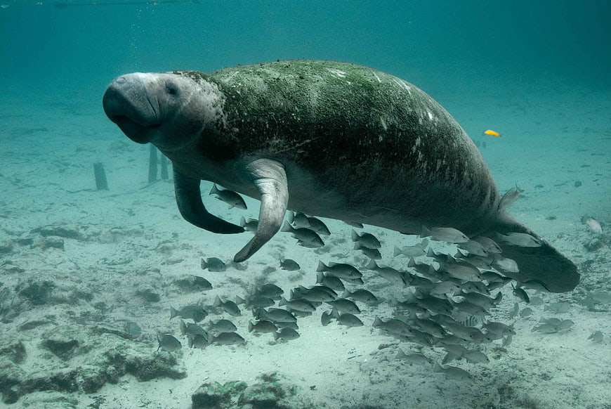 Manatee Swimming Underwater with School of Fish