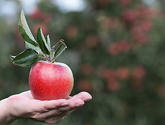 Hand Holding Fresh Red Apple in Orchard