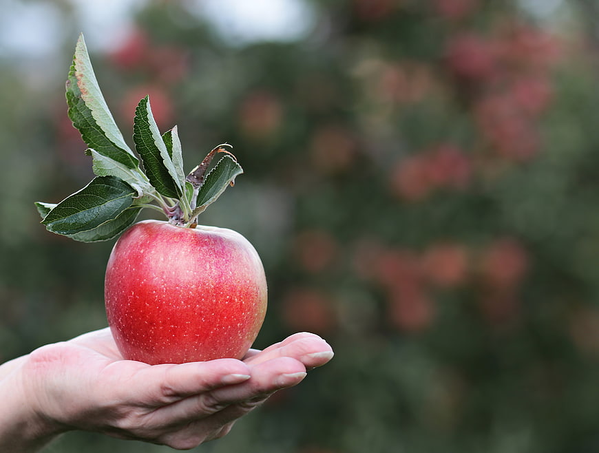 Hand Holding Fresh Red Apple in Orchard