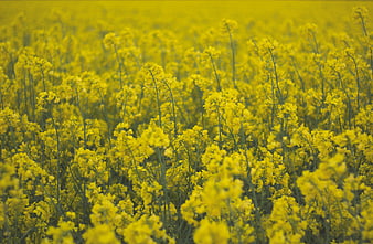 Vibrant Yellow Rapeseed Flower Field in Spring