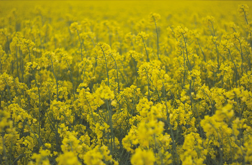 Vibrant Yellow Rapeseed Flower Field in Spring