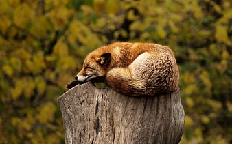 Sleeping Red Fox on Wooden Stump in Autumn Forest