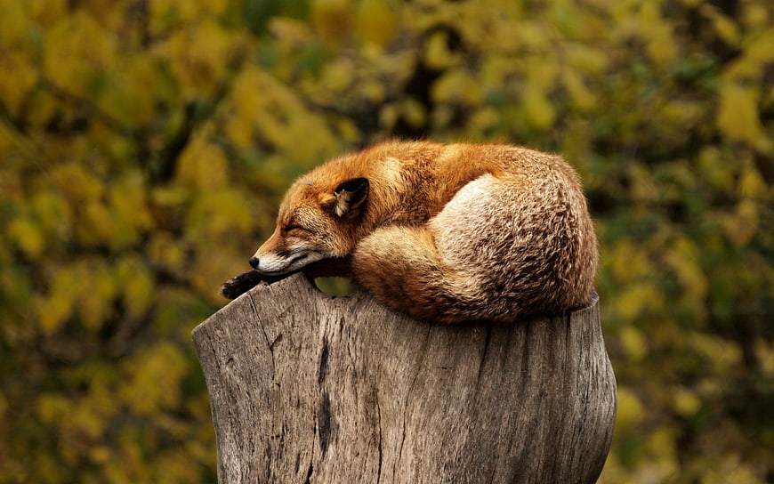 Sleeping Red Fox on Wooden Stump in Autumn Forest