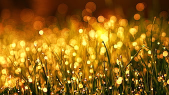 Golden Bokeh Dewdrops on Grass Blades at Sunset