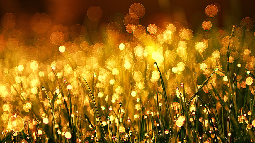 Golden Bokeh Dewdrops on Grass Blades at Sunset