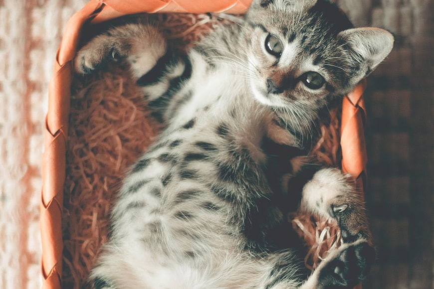 Cute Tabby Kitten Lying in Woven Basket