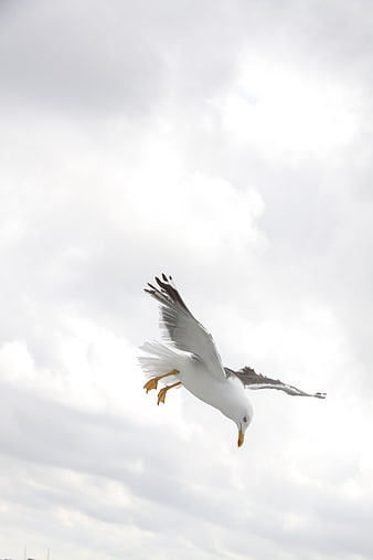 Seagull in mid-flight with wings spread against a cloudy sky