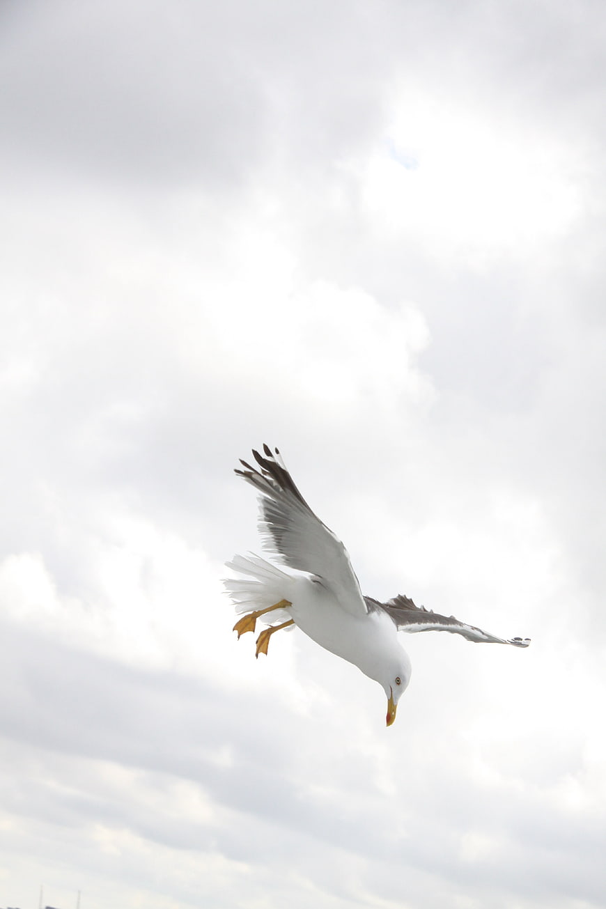 Seagull in mid-flight with wings spread against a cloudy sky