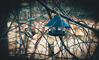 Great Spotted Woodpecker Feeding on Bird Feeder in Winter
