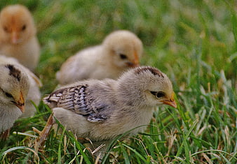 Cute baby chicks foraging in green grass