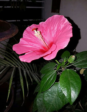 Vibrant Pink Hibiscus Flower with Green Leaves at Night