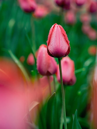 Pink Tulip Bud with Water Droplets in Green Field