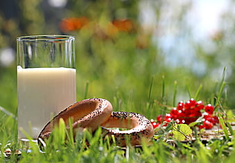 Glass of milk and bagel with red currants on green grass
