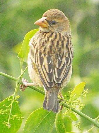 Zitting Cisticola Bird Perched on Green Branch