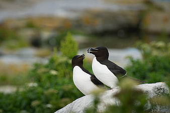 Two Atlantic Puffins Interacting on a Rocky Outcrop