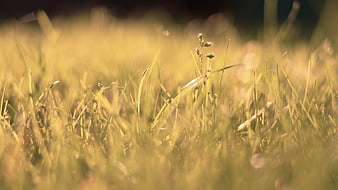 Golden Hour Grass Field with Shallow Depth of Field