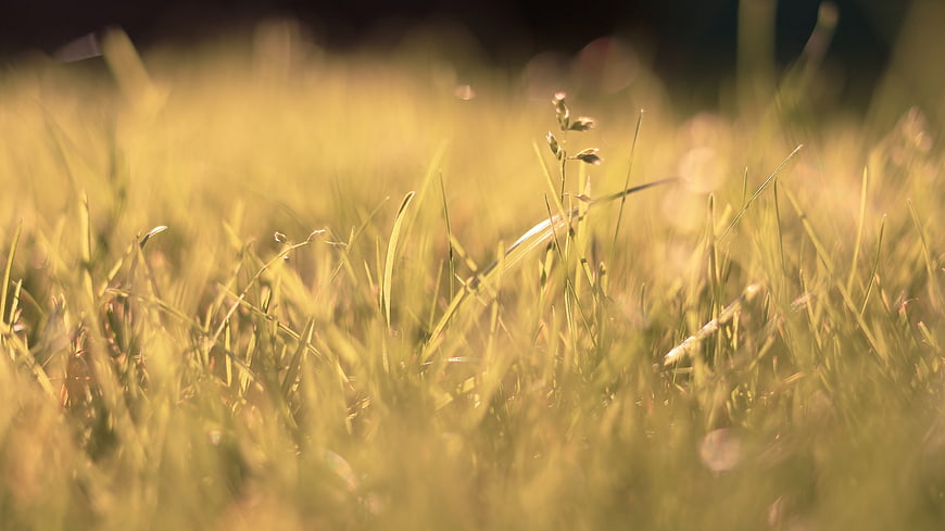 Golden Hour Grass Field with Shallow Depth of Field