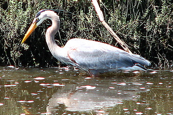 Great Blue Heron Wading in Shallow Water