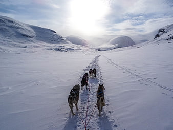 Husky Dog Sled Team Trekking Through Snowy Mountain Valley