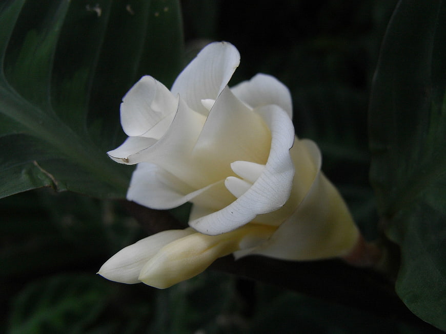 Close-up of a white and yellow ginger flower bloom