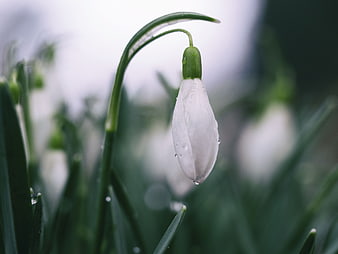 Close-up of a white snowdrop flower with raindrops