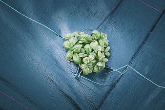 Fresh Basil Plant Growing in Blue Agricultural Fabric