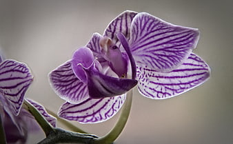 Close-up of purple striped orchid flower