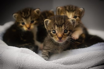 Adorable Tabby Kittens Huddled on Soft White Blanket