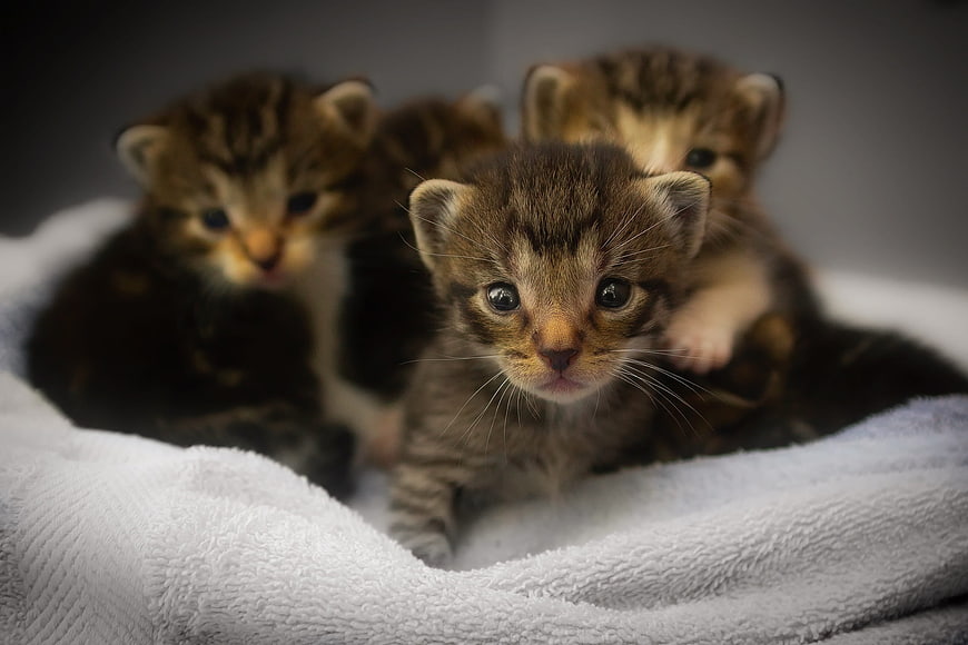 Adorable Tabby Kittens Huddled on Soft White Blanket