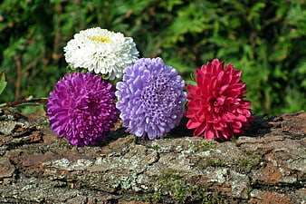 Colorful Chrysanthemums on Mossy Tree Bark