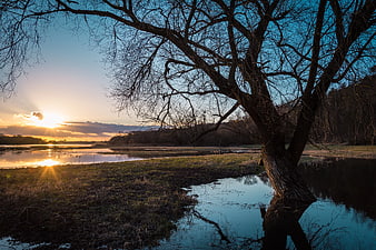 Silhouette of bare tree by river at sunset