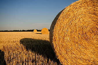 Golden Hay Bales in Harvested Field at Sunset