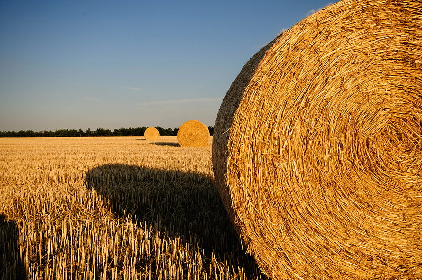 Golden Hay Bales in Harvested Field at Sunset