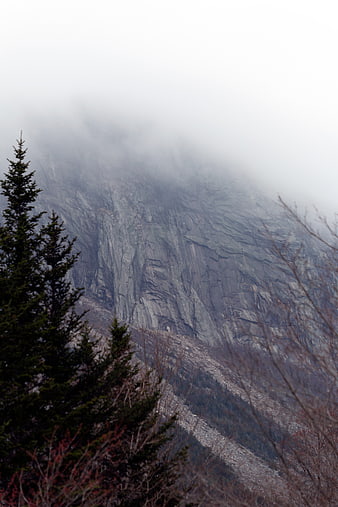 Misty Mountain Cliff with Foreground Pine Trees