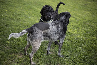 Two dogs playing together on a green grassy lawn