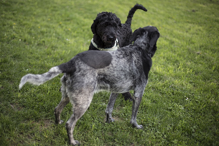 Two dogs playing together on a green grassy lawn