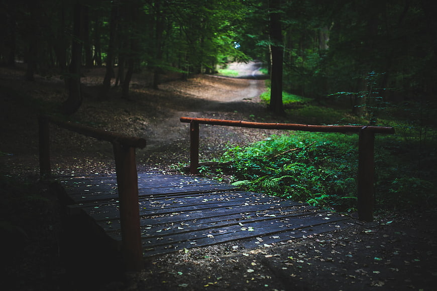 Wooden bridge on a path in a dark green forest