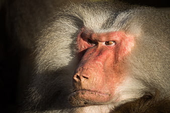 Close-up portrait of a Hamadryas baboon face