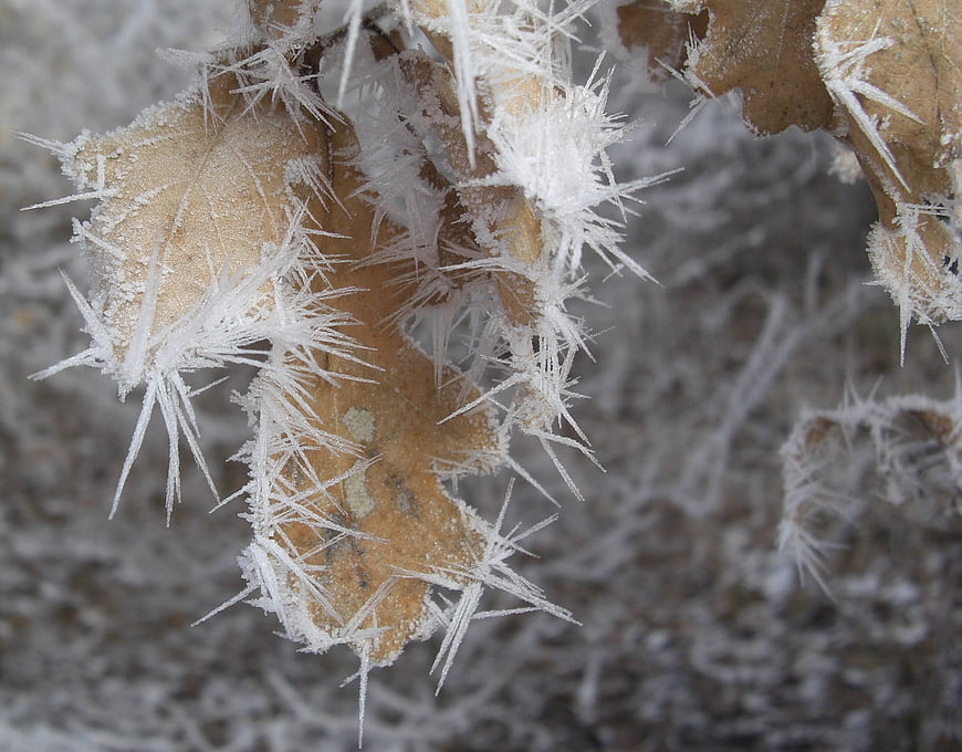 Close-up of frost crystals on dried autumn leaves