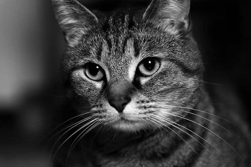 Close-up Black and White Portrait of a Tabby Cat
