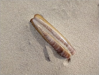 Two translucent razor clam shells on wet sand