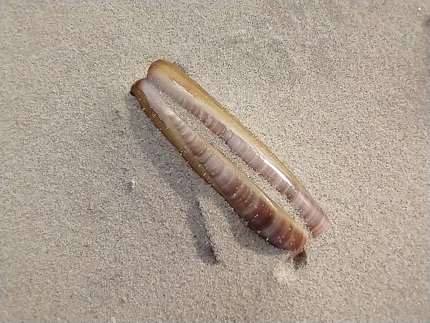 Two translucent razor clam shells on wet sand