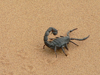 Black Scorpion on Sand in Namibia Desert