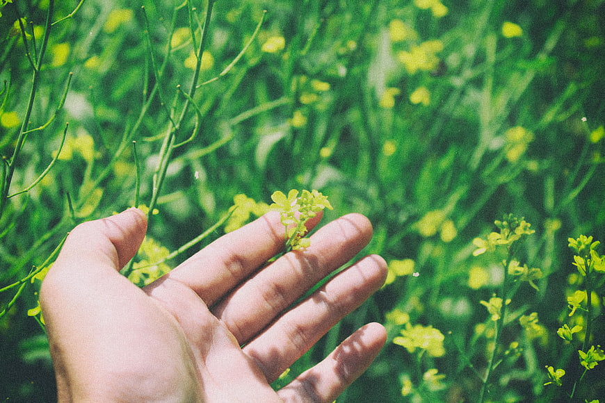 Hand touching yellow flowers in green field