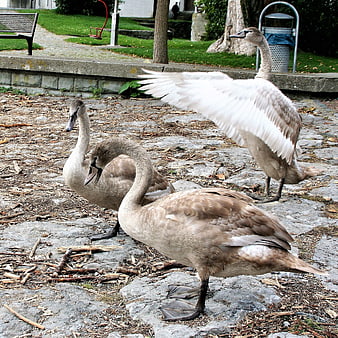 Three young swans on stone path in park