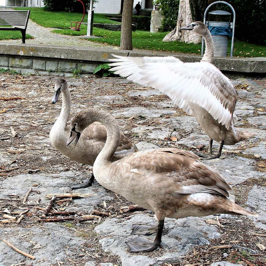 Three young swans on stone path in park