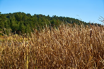 Golden reeds in foreground with green forest and blue sky
