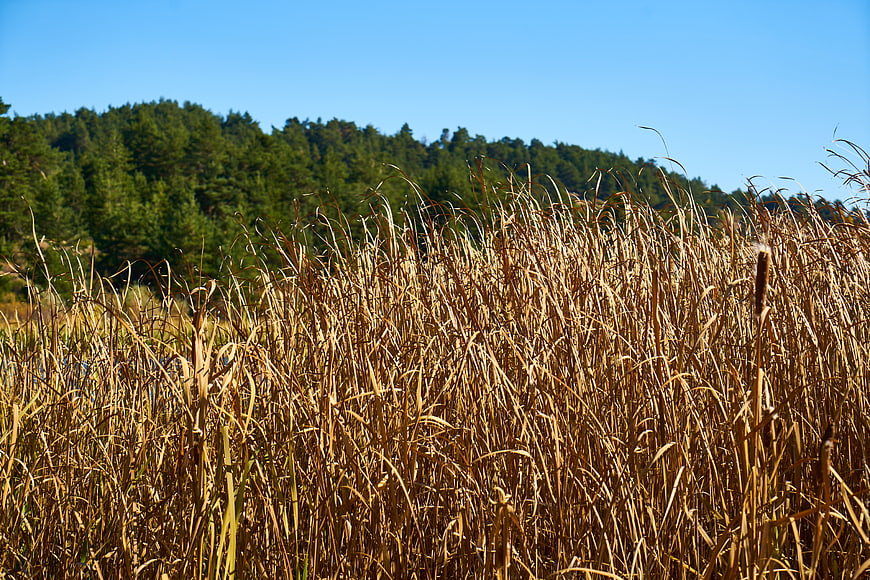 Golden reeds in foreground with green forest and blue sky